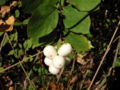 Symphoricarpos (some) Snowberry