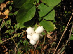 Symphoricarpos albus (Common Snowberry)