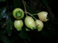 Fruits