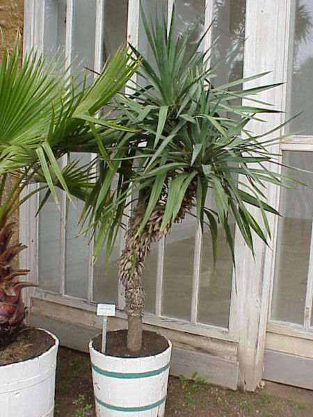 File:Yucca aloifolia0.jpg