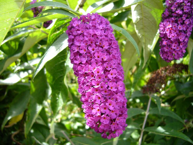 File:1024px-Buddleia2.jpg