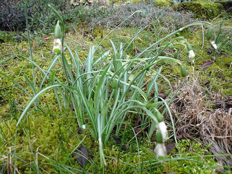 File:1024px-Galanthus reginae-olgae (leaves).jpg