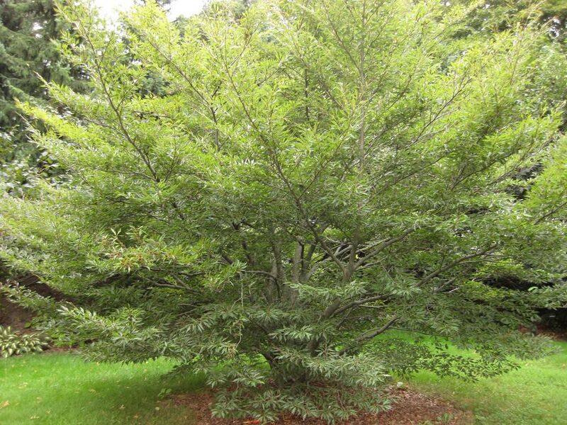 File:1024px-IMG 1404 bbg09.jpg