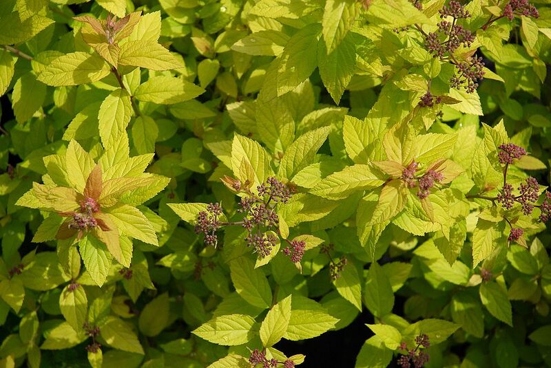 File:1024px-Spiraea japonica Golden Princess A.jpg