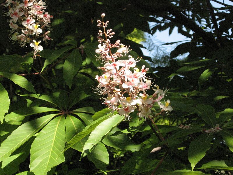 File:1280px-Aesculus indica2.JPG