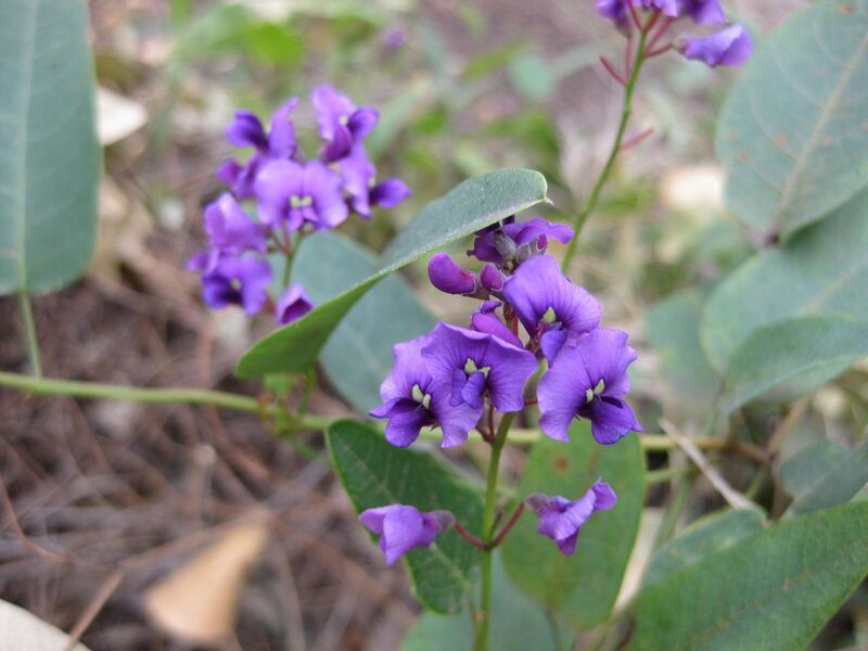 File:1280px-IMG 4624 hunt0904.jpg