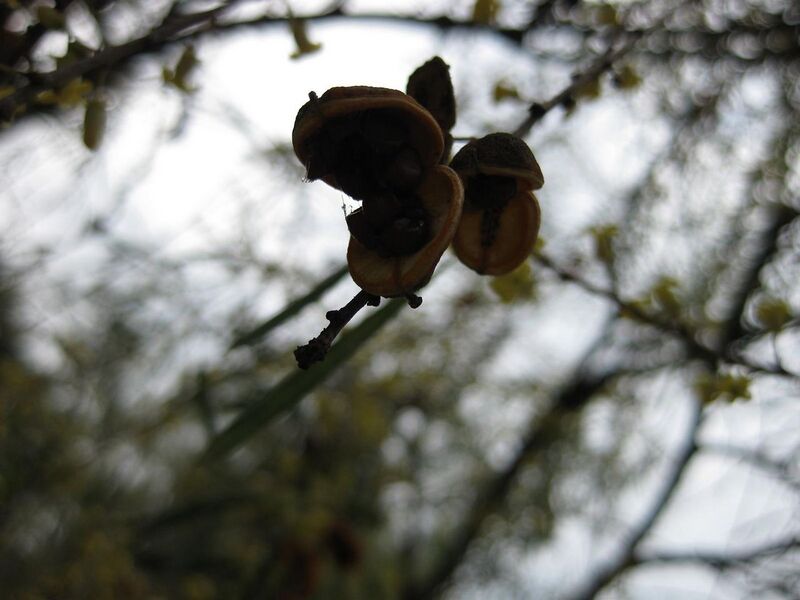 File:1280px-IMG 4687 hunt0904.jpg