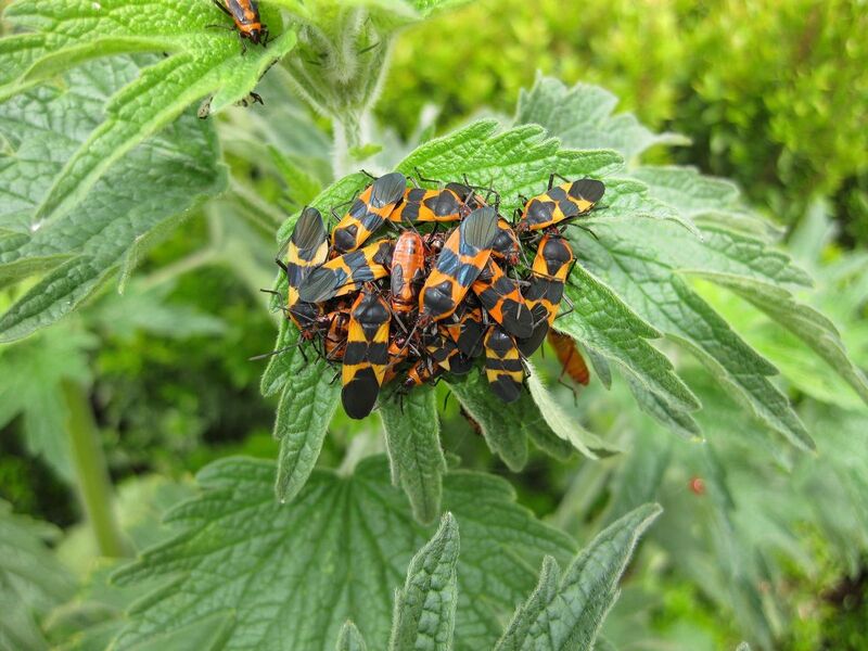 File:1280px-IMG 5265 hunt0904.jpg