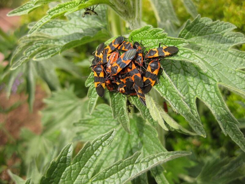 File:1280px-IMG 5266 hunt0904.jpg