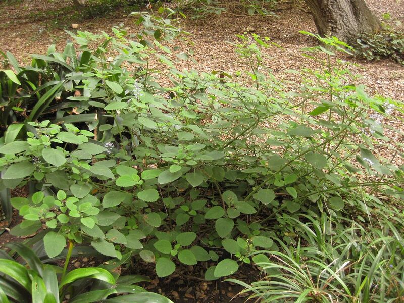 File:1280px-IMG 7009 hunt09jun.jpg