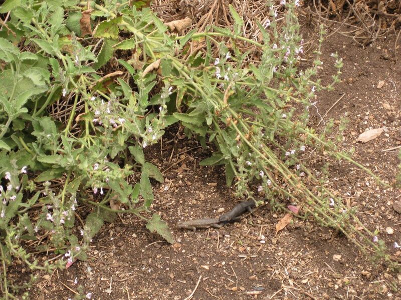 File:1280px-IMG 7158 hunt09jun.jpg