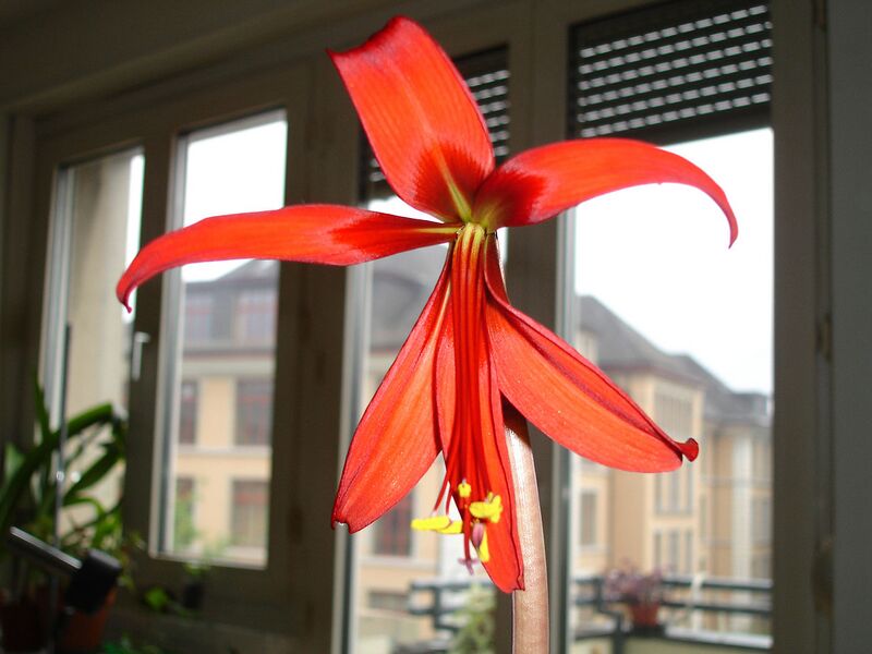 File:1280px-Sprekelia.formosissima.4.jpg