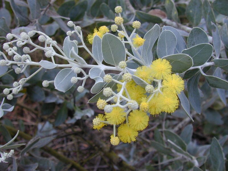 File:1280px-Starr 020911-0004 Acacia podalyriifolia.jpg