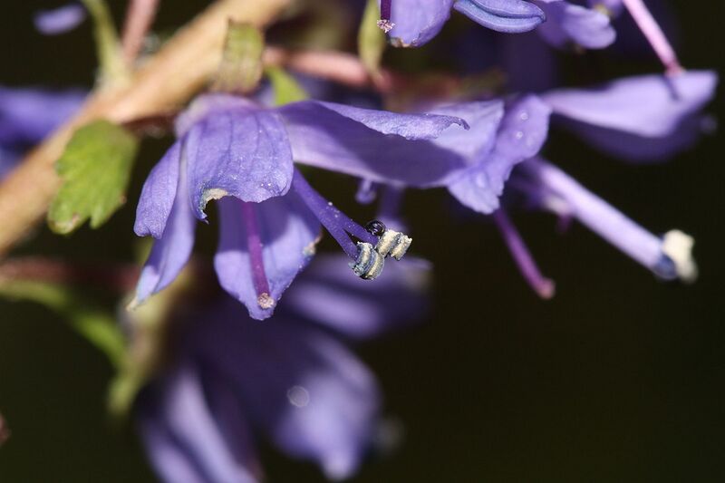 File:1280px-Synthyris missurica 2626.JPG