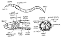 Thumbnail for version as of 10:27, 29 April 2025