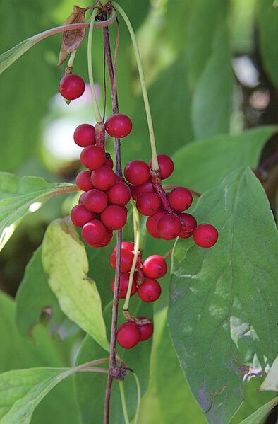 File:505px-Schisandra chinensis 2.jpg