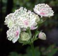 Astrantia Masterwort