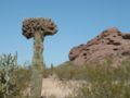 Cristate saguaro found in the Desert Botanical Garden
