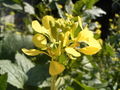 Thumbnail for version as of 07:30, 2 July 2007