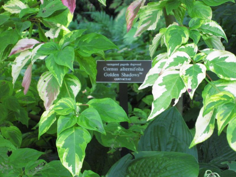 File:IMG 0097 nybg09.jpg