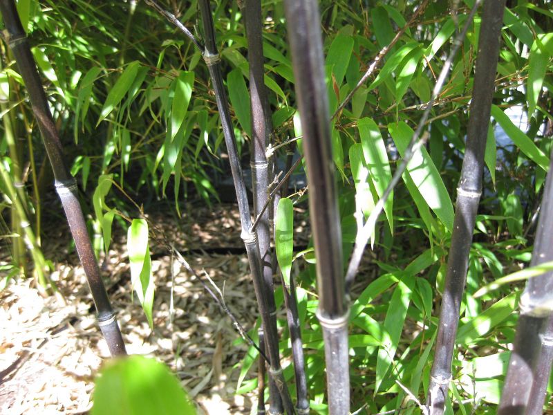 File:IMG 0424 nybg09.jpg