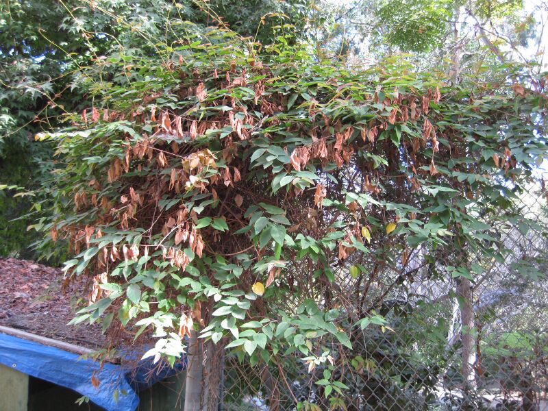 File:Kuqkuwys6uv2wxifsapm22lgplkbfuw.jpg