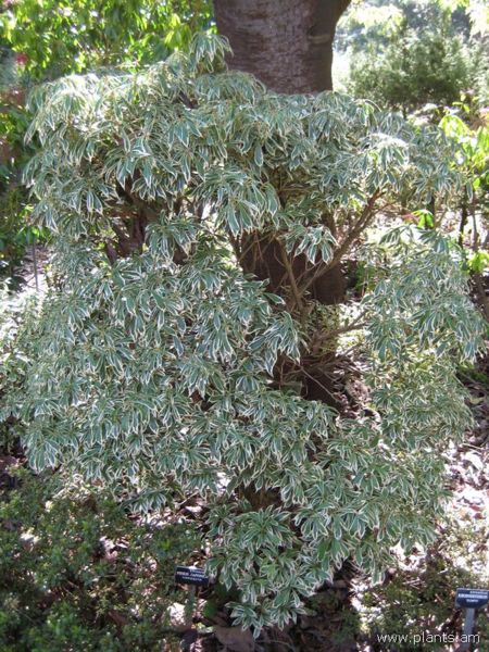 File:Pieris japonica-variegata-IMG 7702 sfbg0308.jpg