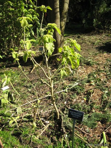 File:Plectranthus fruticosus-winslow-IMG 7940 sfbg0308.jpg