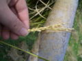Thumbnail for version as of 07:28, 14 July 2007