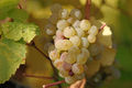 Thumbnail for version as of 08:00, 20 September 2007