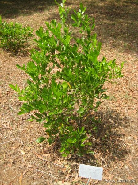 File:Sophora secundiflora-IMG 3053 lokrun.jpg