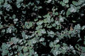 Thumbnail for version as of 21:49, 29 January 2008