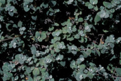Xeranthemum annuum