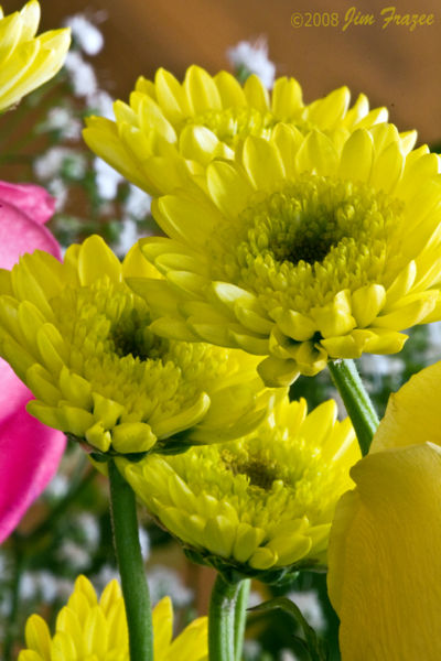 File:Yellow Button Poms-4554.jpg