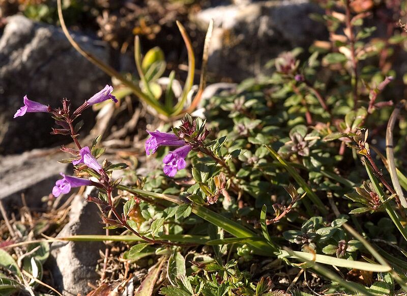 File:1024px-Acinos alpinus04.jpg