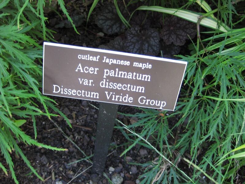 File:1024px-IMG 0004 nybg09.jpg