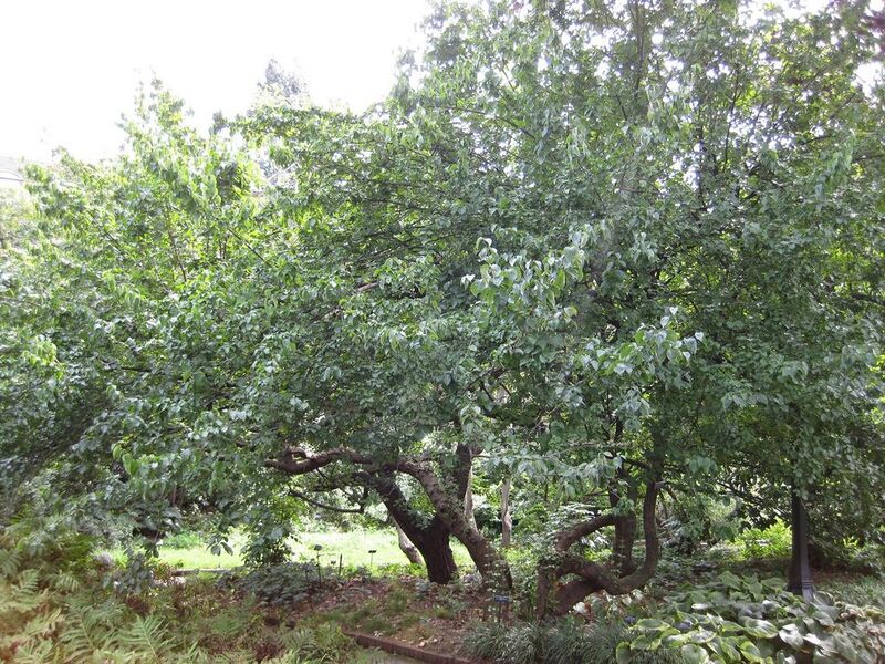 File:1024px-IMG 0704 bbg09.jpg