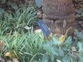 Thumbnail for version as of 09:31, 29 April 2025