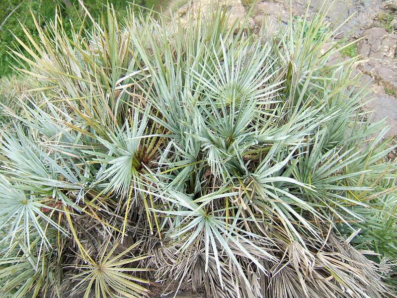 File:1280px-Chamaerops humilis argentea2.jpg