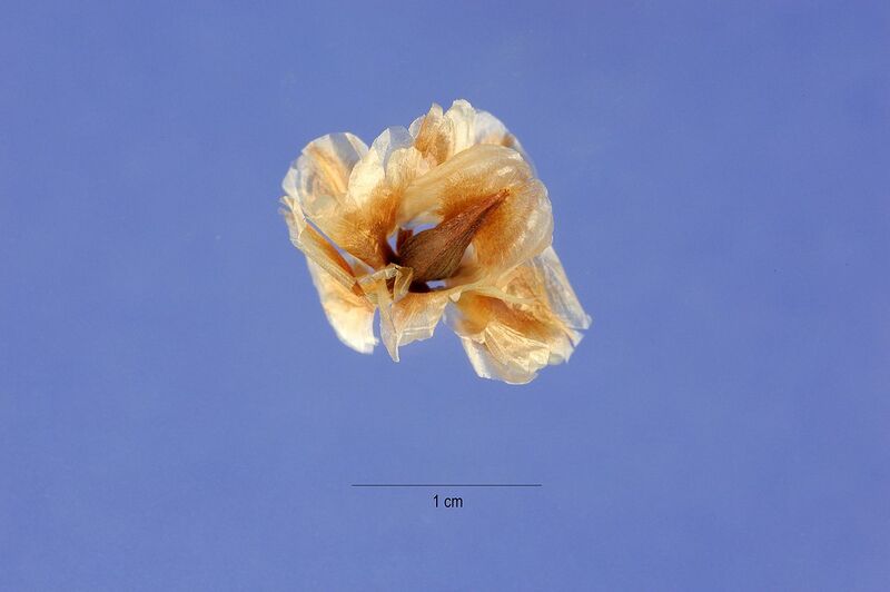 File:1280px-Ephedra trifurca seed.jpg