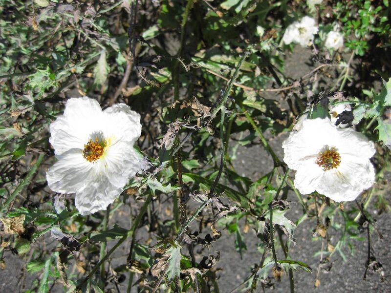 File:1280px-IMG 0313 nybg09.jpg