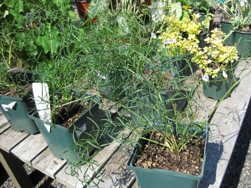 File:1280px-IMG 0330 nybg09.jpg