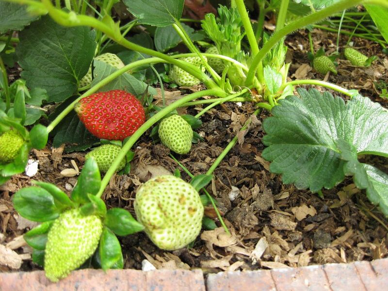 File:1280px-IMG 5321 hunt0904.jpg