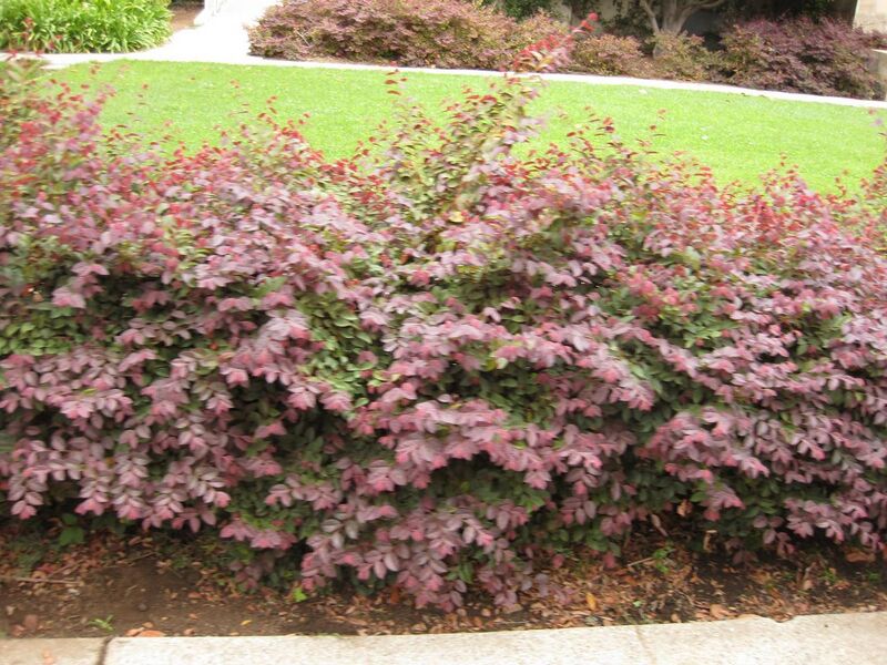 File:1280px-IMG 6815 hunt09jun.jpg