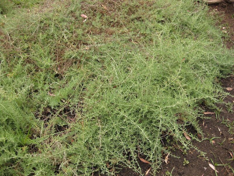 File:1280px-IMG 7167 hunt09jun.jpg