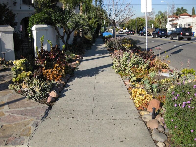 File:1280px-Xeriscape-IMG 1498 la09.jpg