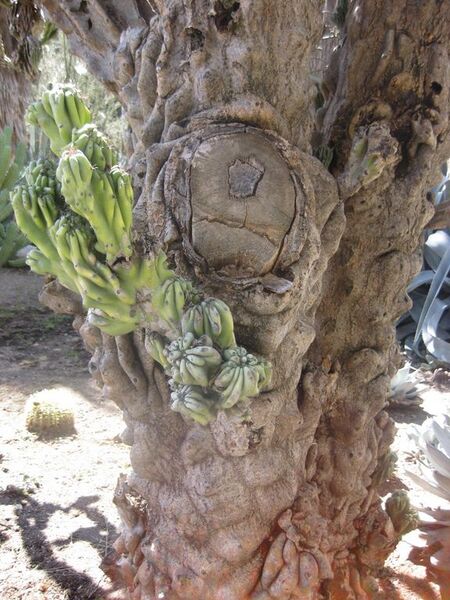 File:576px-IMG 2182 hunt0903.jpg