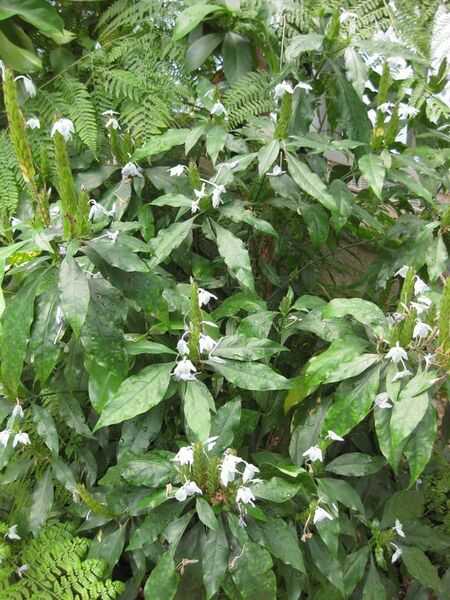 File:576px-IMG 7571 hunt09jun.jpg