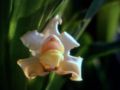 Bollea whitei