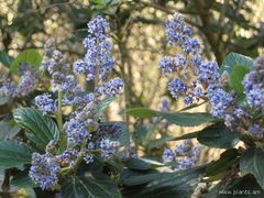 Ceanothus arboreus 'Clifford schmidt'